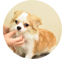 犬　ワンちゃん