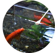 アクア　熱帯魚　水草