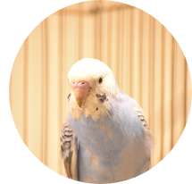 小動物　ハムスター　ウサギ　小鳥
